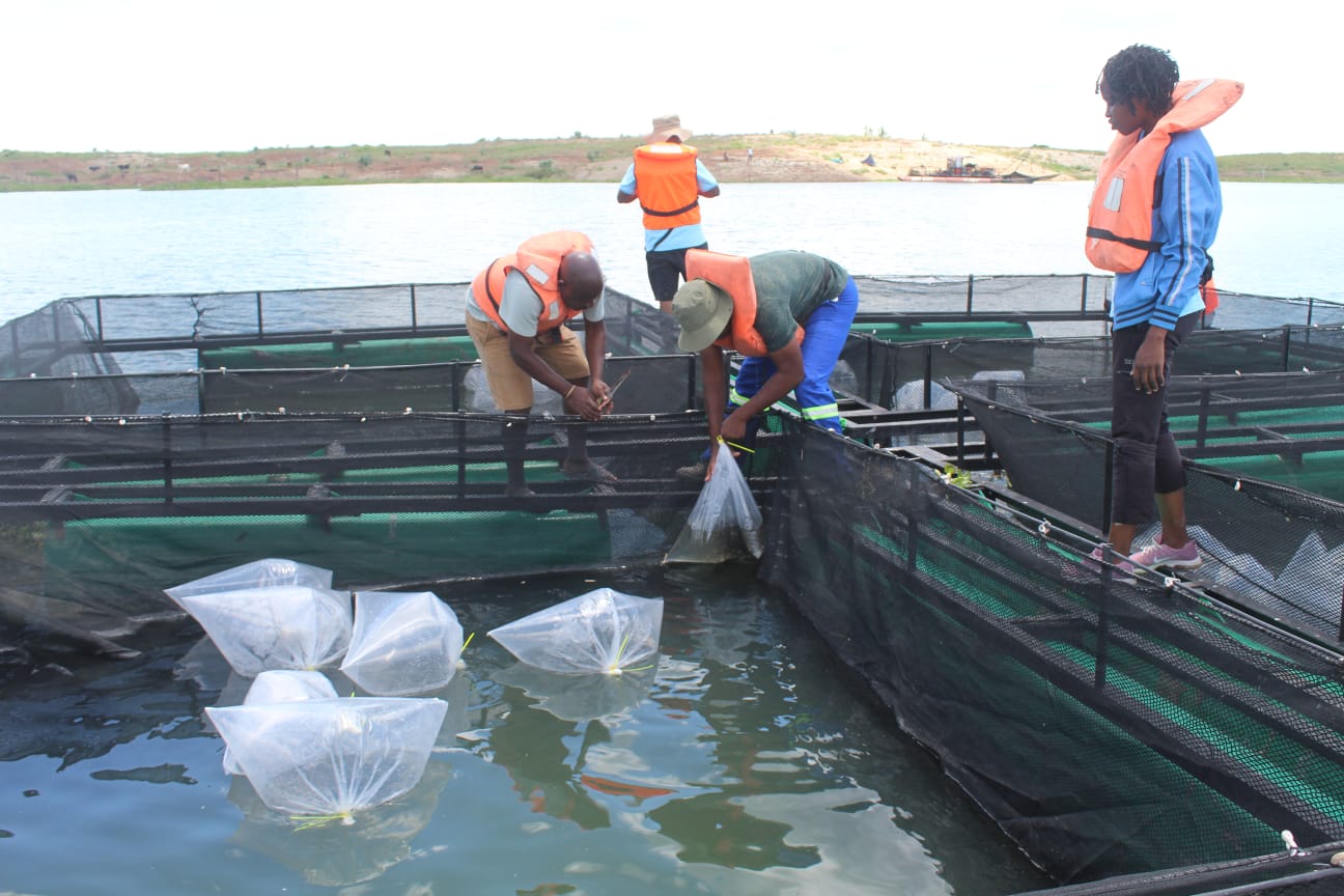 Read more about the article Produção de peixe em Cahora Bassa ganha novo impulso