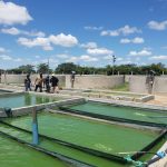 MAPUTO CONTA COM MAIS UMA UNIDADE DE PRODUÇÃO DE TILÁPIA