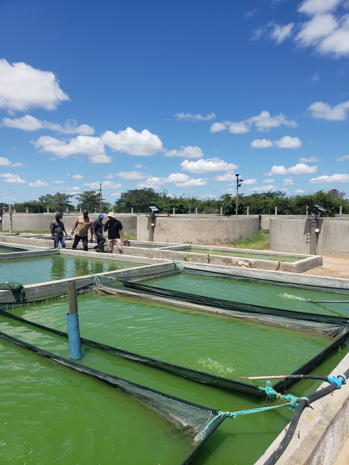 Read more about the article MAPUTO CONTA COM MAIS UMA UNIDADE DE PRODUÇÃO DE TILÁPIA