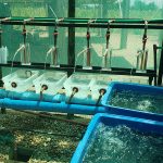 MAPUTO CONTA COM MAIS UMA UNIDADE DE PRODUÇÃO DE TILÁPIA