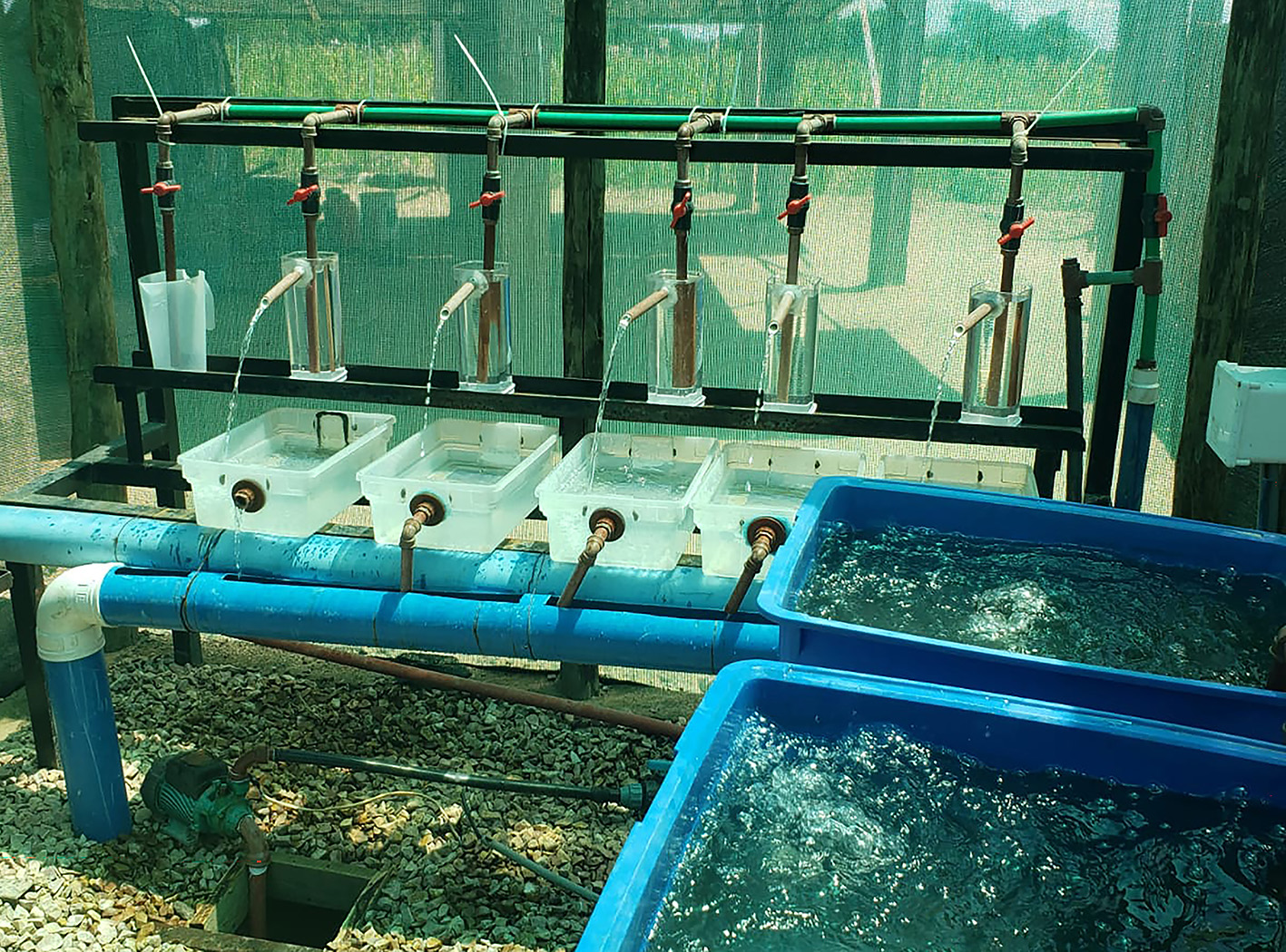 Read more about the article MAPUTO CONTA COM MAIS UMA UNIDADE DE PRODUÇÃO DE TILÁPIA